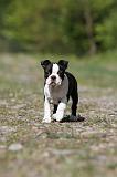 BOSTON TERRIER 204